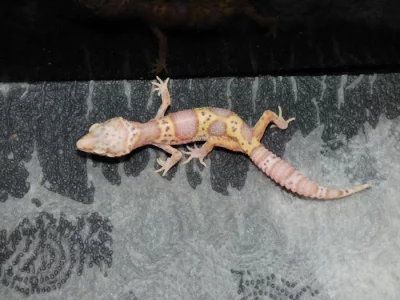 Gekončík noční (Eublepharis macularius)