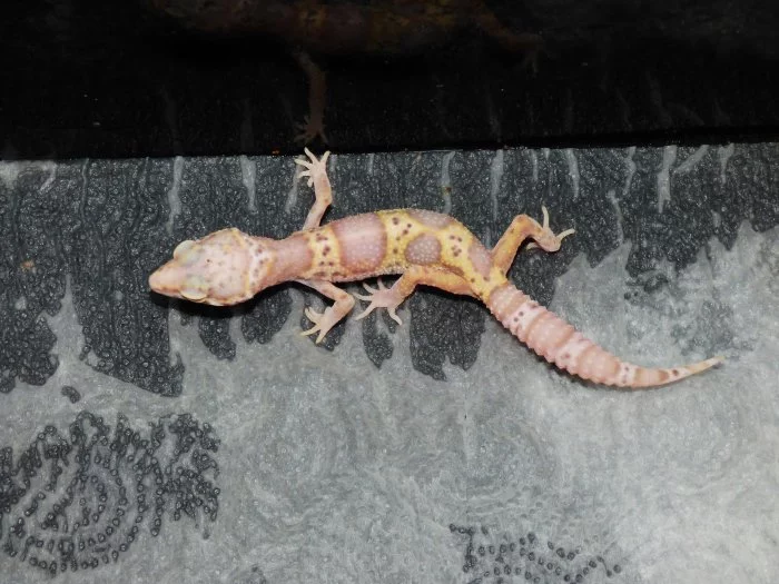 Gekončík noční (Eublepharis macularius)