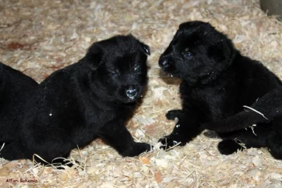 Německý ovčák - štěňata s PP