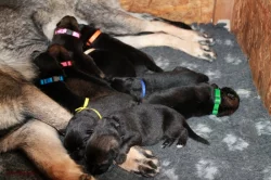 Německý ovčák - štěňata s PP