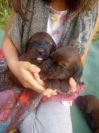 Briard plavý - štěňata s PP