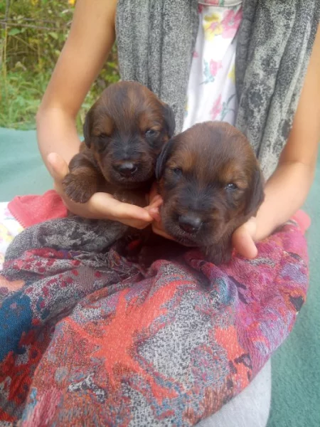 Briard plavý - štěňata s PP