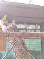 Papoušci nádherní - skořice