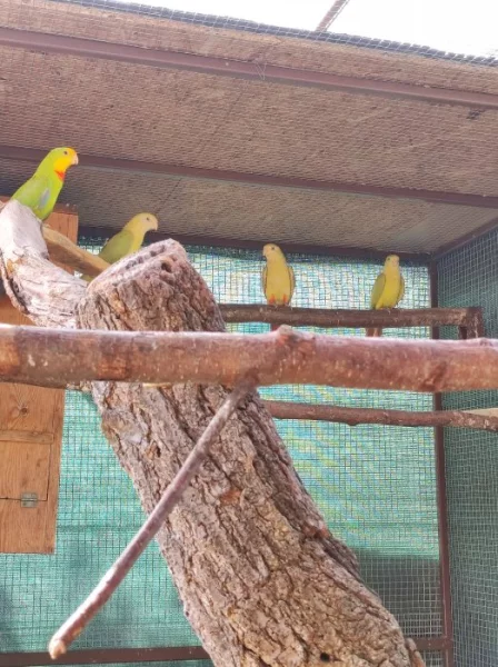 Papoušci nádherní - skořice