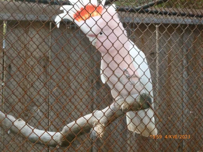 PRODÁME PAPOUŠEK KAKADU