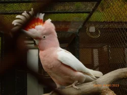 PRODÁME PAPOUŠEK KAKADU