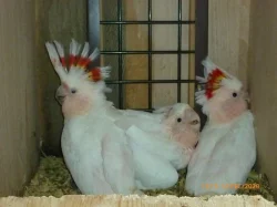 PRODÁME PAPOUŠEK KAKADU