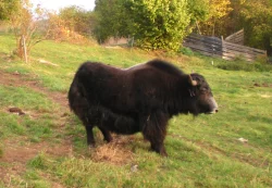 Tibetský skot (Bos grunniens, jak domácí) - mladý býček