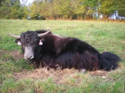 Tibetský skot (Bos grunniens, jak domácí) - mladý býček