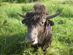 Tibetský skot (Bos grunniens, jak domácí) - mladý býček
