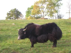 Tibetský skot (Bos grunniens, jak domácí) - mladý býček