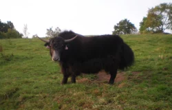 Tibetský skot (Bos grunniens, jak domácí) - mladý býček
