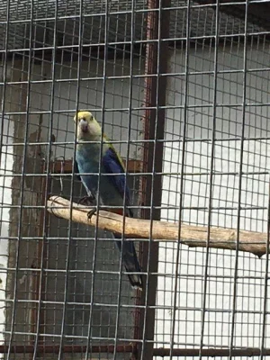 Rozela žlutohlavá východní