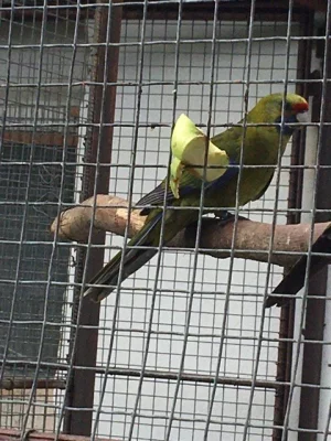 Rozela žlutobřichá