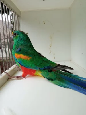 Kakariki rudocely modrá