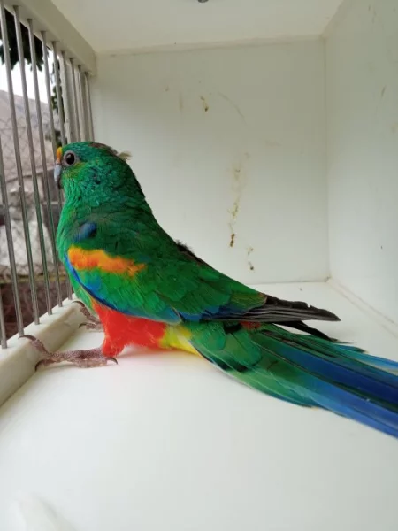 Kakariki rudocely modrá