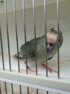 Kakariki rudocely modrá