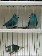 Kakariki rudocely modrá