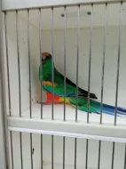 Kakariki rudocely modrá