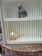 Kakariki rudocely modrá