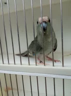 Kakariki rudocely modrá