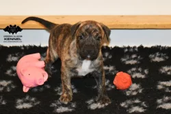 TOP Uruguayský Cimarron – štěně (fenka) s PP