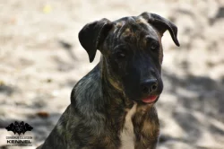 TOP Uruguayský Cimarron – štěně (fenka) s PP