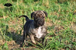 TOP Uruguayský Cimarron – štěně (fenka) s PP