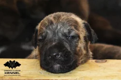 TOP Uruguayský Cimarron – štěně (fenka) s PP