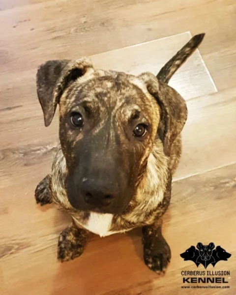 TOP Uruguayský Cimarron – štěně (fenka) s PP