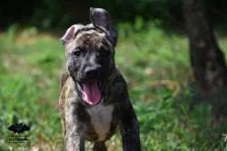 TOP Uruguayský Cimarron – štěně (fenka) s PP