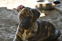 TOP Uruguayský Cimarron – štěně (fenka) s PP