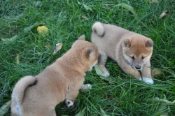 Shiba inu s pp