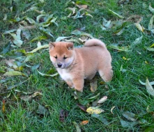 Shiba inu s pp