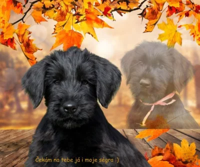 Knírač velký, černý, štěňata