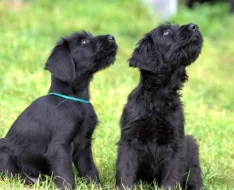 Knírač velký, černý, štěňata