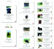 Knírač velký, černý, štěňata