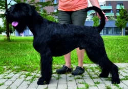 Knírač velký, černý, štěňata