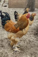 Brahmánky mix barev násadová vejce