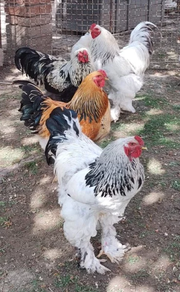 Brahmánky mix barev násadová vejce