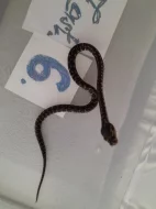 Morelia spilota cheynei