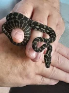 Morelia spilota cheynei
