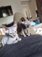 kanadský sphynx