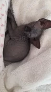 kanadský sphynx