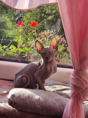 kanadský sphynx