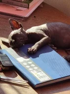 kanadský sphynx