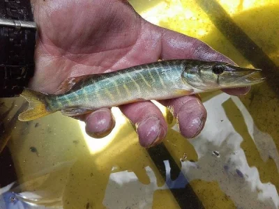 Prodám nasadu stiky S1,S2