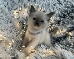 Ragdoll bez P.P.