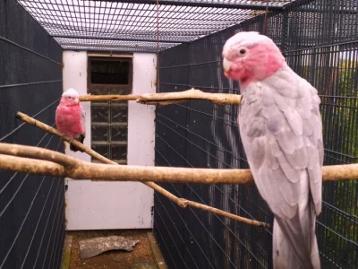 Kakadu růžový 1,1