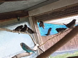 Chůvičky japonské